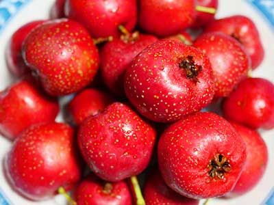 Fresh hawthorn