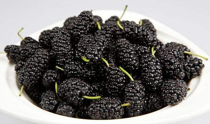 Fresh Mulberry