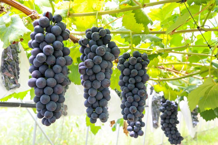 Summer black grapes